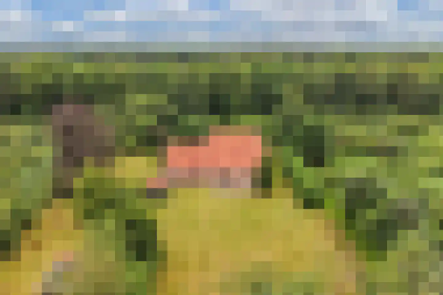 Rode Dorp 12 A Zandhuizen thumbnail 51