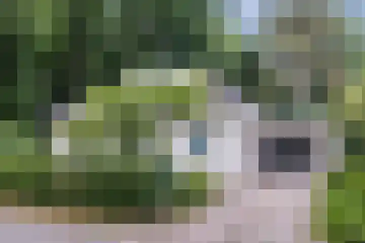 Rode Heikorstlaan 22 Eindhoven thumbnail 55