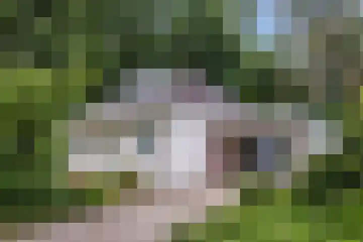 Rode Heikorstlaan 22 Eindhoven thumbnail 7