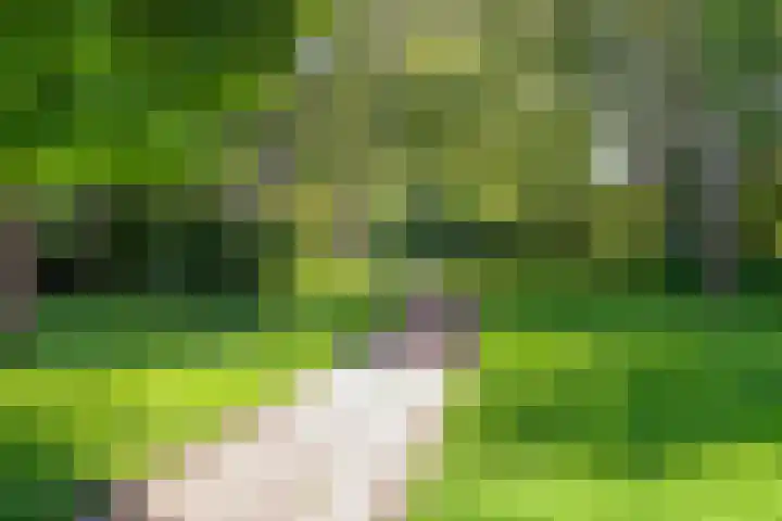 Rode Klaver 19 Rotterdam thumbnail 32