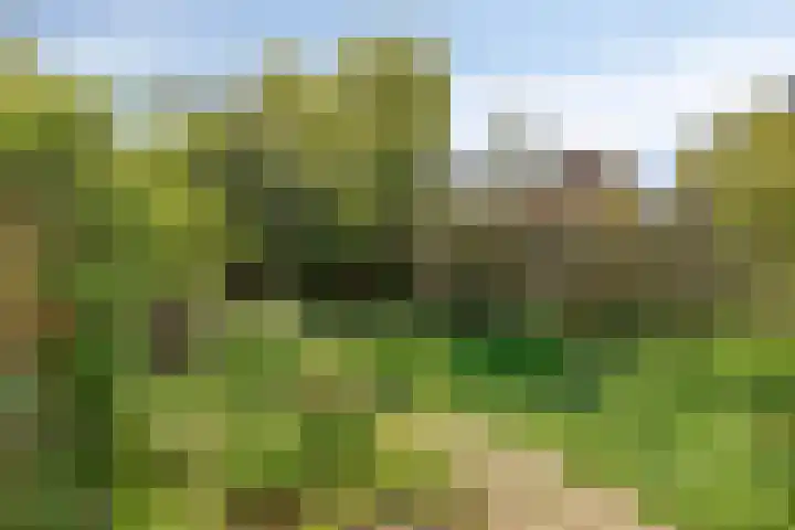 Rode Klaver 19 Rotterdam thumbnail 8