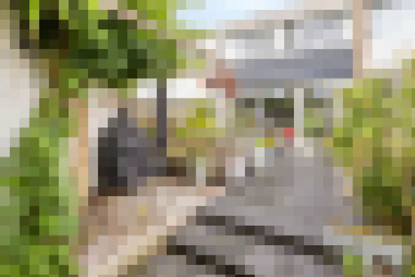 Rode Klaver 3 Uithoorn thumbnail 25