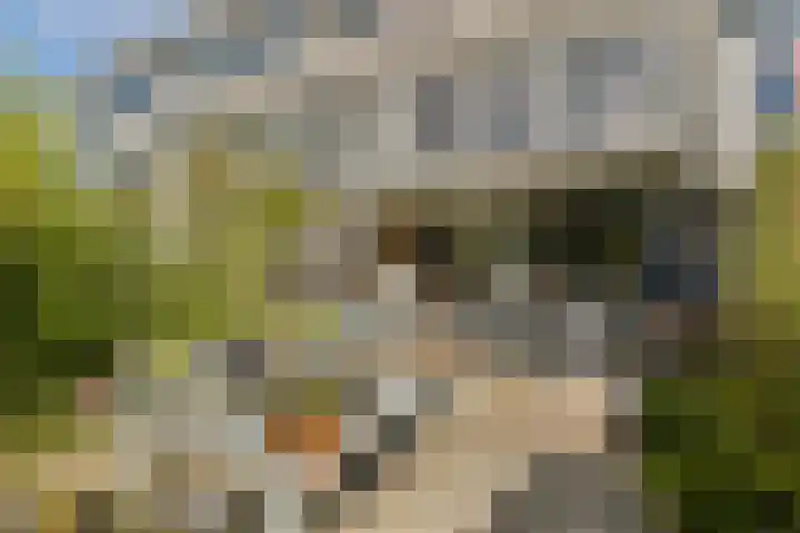 Rode Klaver 42 Uithoorn thumbnail 12