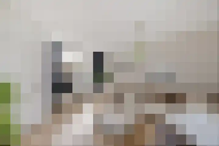 Rode Klaver 6 Sneek thumbnail 10