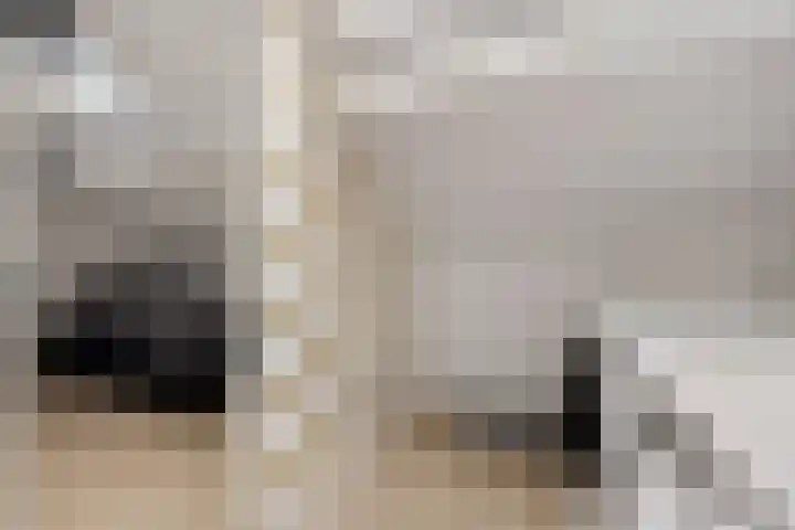 Rode Klaver 6 Sneek thumbnail 26