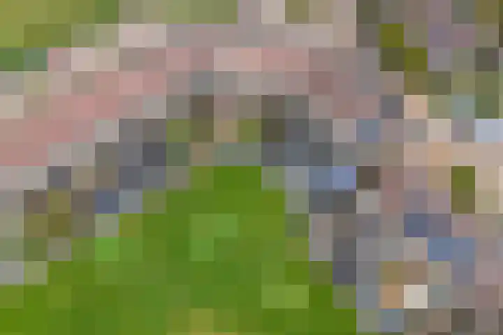Rode Klaver 6 Sneek thumbnail 43