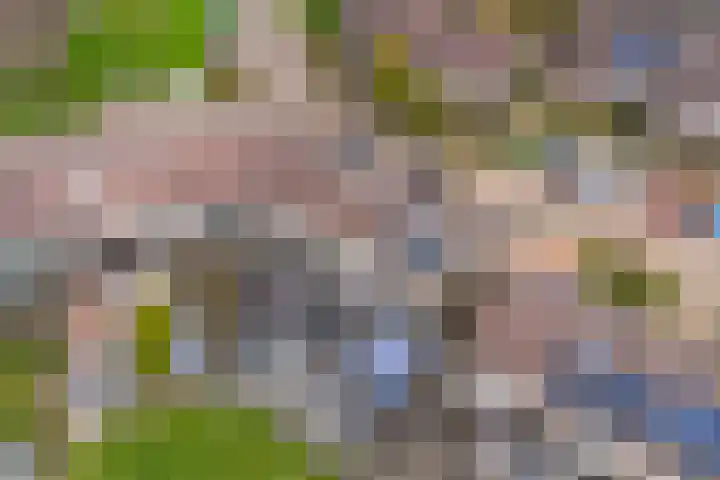 Rode Klaver 6 Sneek thumbnail 44