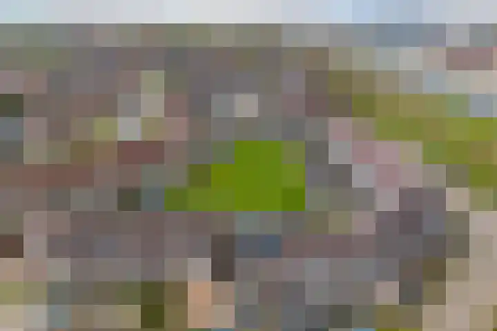 Rode Klaver 6 Sneek thumbnail 49