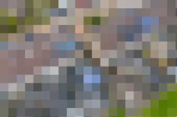 Rode Klaver 6 Sneek thumbnail 50