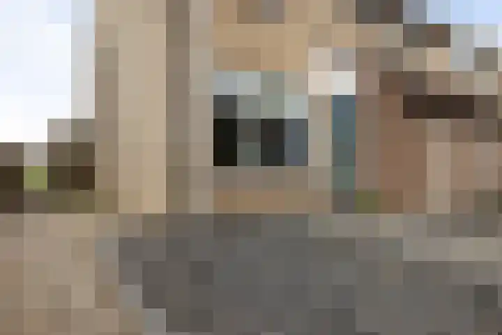 Rode Klaver 6 Sneek thumbnail 6