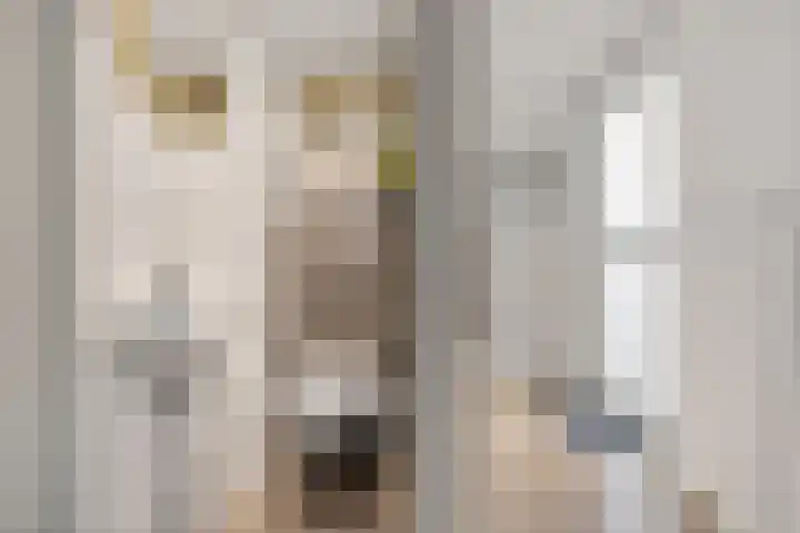 Rode Klaver 6 Sneek thumbnail 8