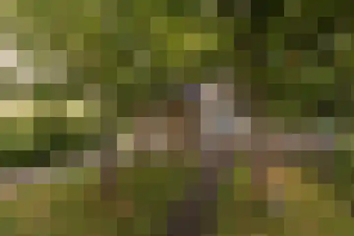Rode Klaver 75 Sneek thumbnail 38