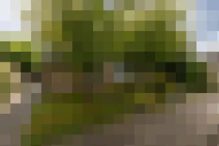 Rode Klaver 75 Sneek thumbnail 40
