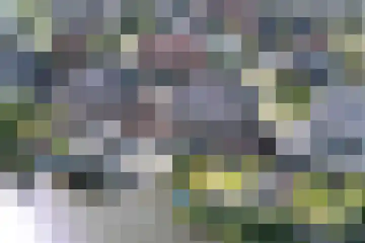 Rode Klaverweide 55 Heerhugowaard thumbnail 36