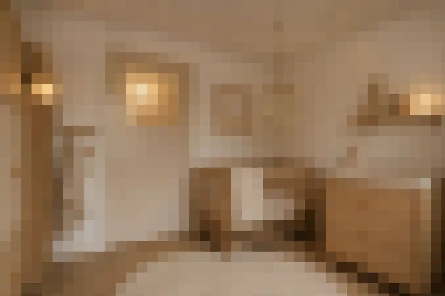 Rode Kruislaan 123 Eindhoven thumbnail 30