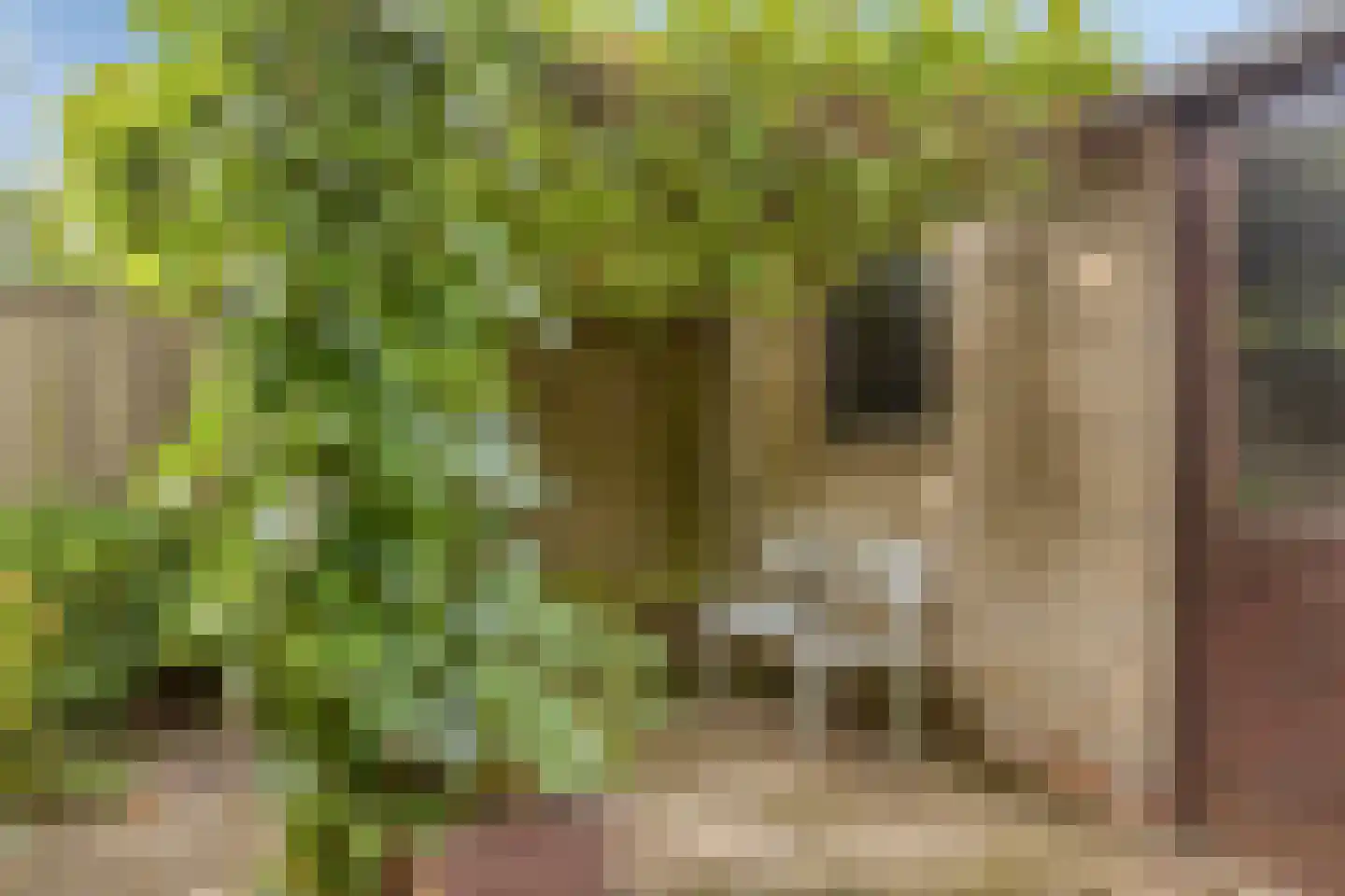 Rode Kruislaan 51 Eindhoven thumbnail 33