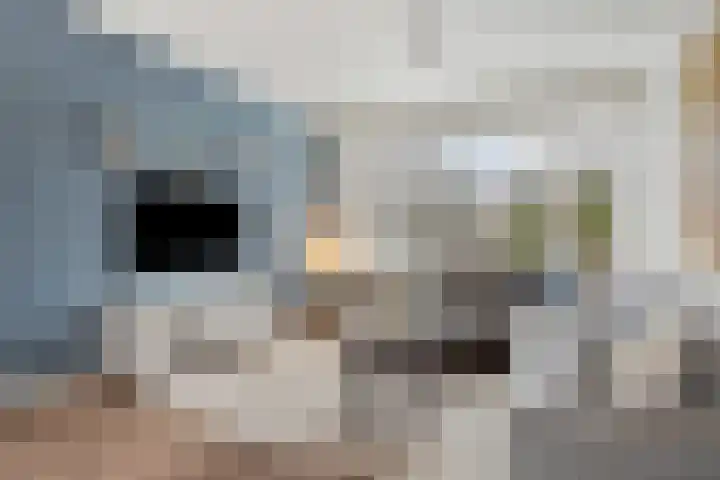 Rode Kruislaan 53 Eindhoven thumbnail 14