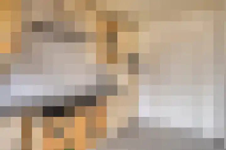 Rode Kruislaan 53 Eindhoven thumbnail 8