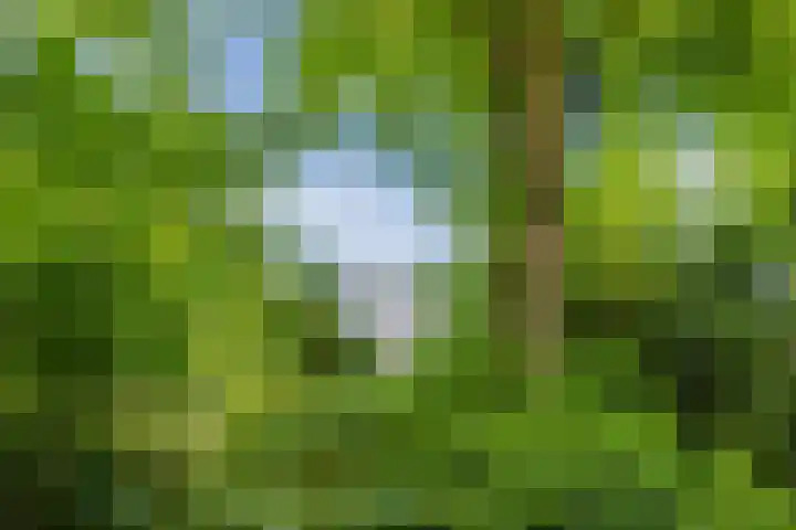 Rode Schouw 10 Halsteren thumbnail 50