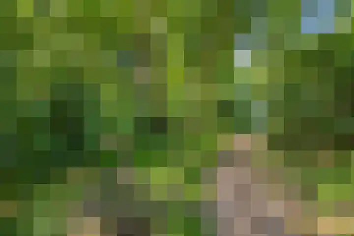 Rode Schouw 10 Halsteren thumbnail 51