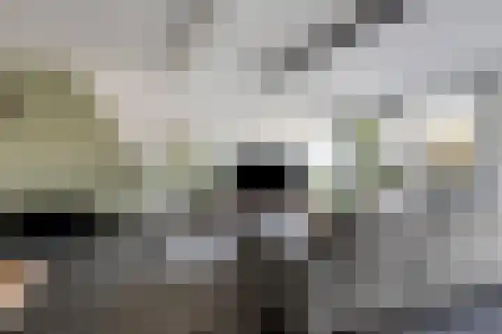 Rode Schouw 70 Halsteren thumbnail 12