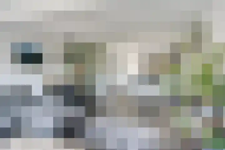 Rode Schouw 70 Halsteren thumbnail 15
