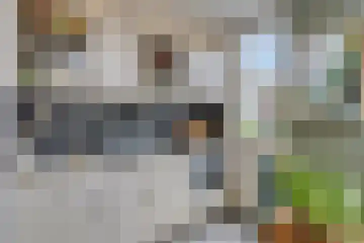 Rodedorp 26 Zierikzee thumbnail 8