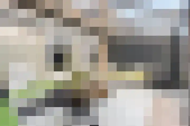 Rodenbachlaan 2 Roosendaal thumbnail 32