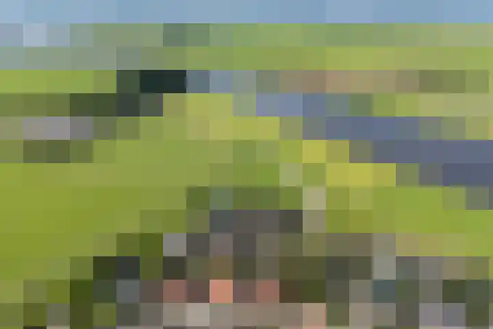 Roebol 54 Genemuiden thumbnail 35