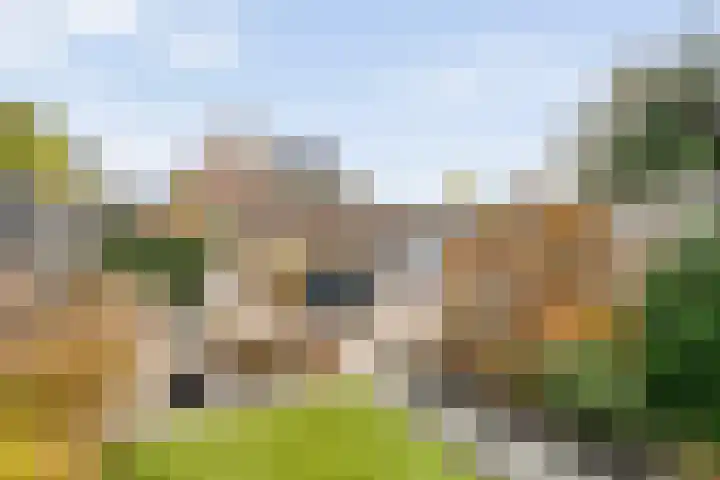 Roede 3 Nunspeet thumbnail 36