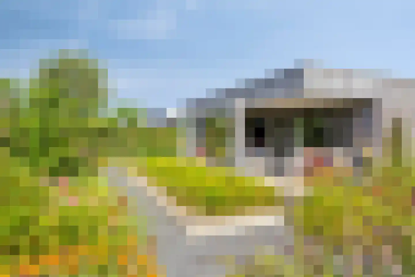 Roedenbergen 10 Diever thumbnail 39