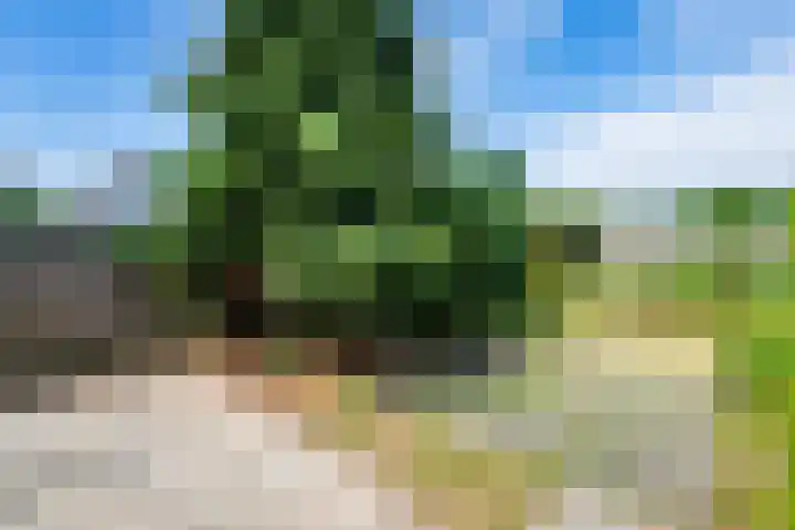 Roefstraat 12 Maasbracht thumbnail 6