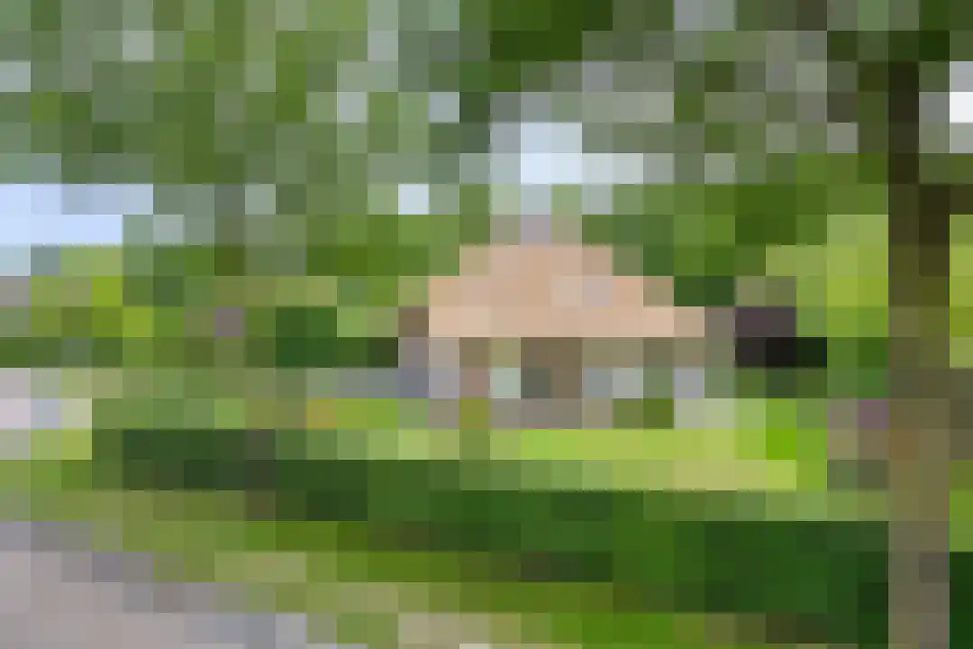 Roegte 19 Appelscha