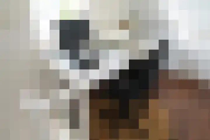 Roek 11 Sprang-Capelle thumbnail 45