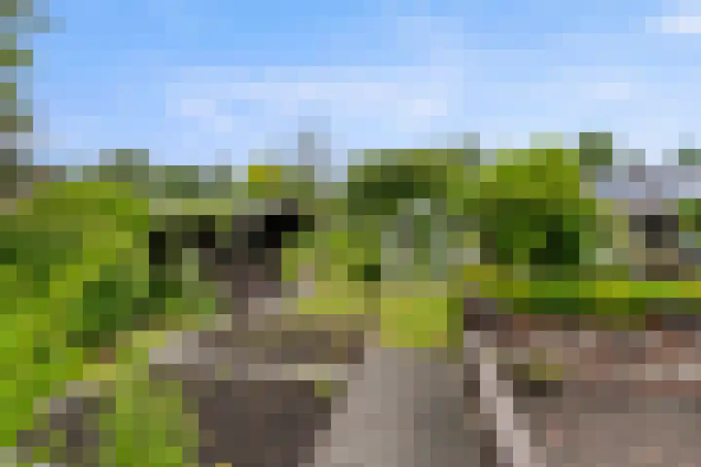 Roek 6 Zuid-Scharwoude thumbnail 44