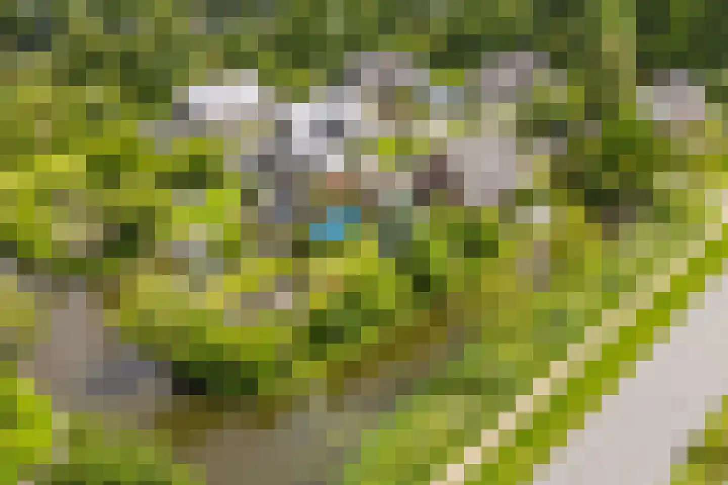 Roek 6 Zuid-Scharwoude thumbnail 48