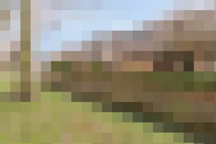 Roek 7 Hoogvliet Rotterdam thumbnail 30