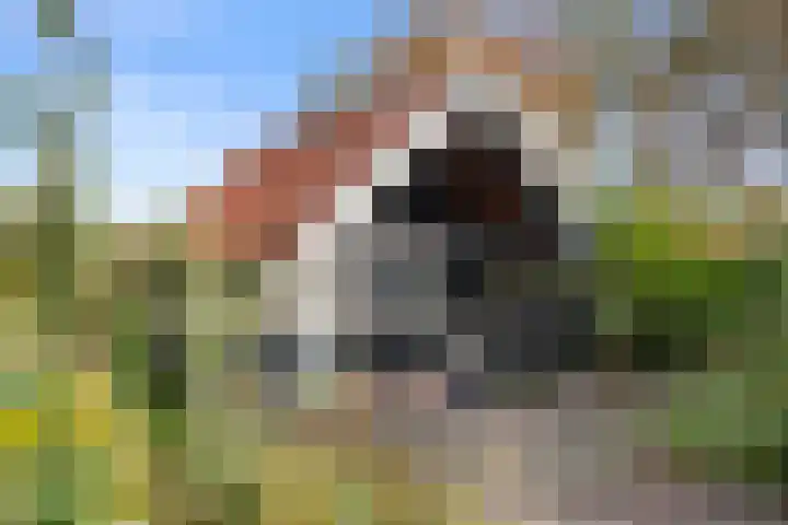 Roekelseweg 15 Wekerom thumbnail 65