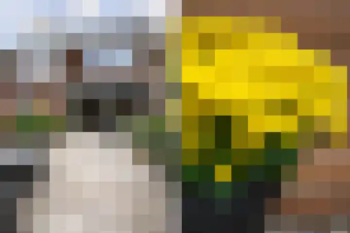 Roekenbos 213 B Hoofddorp thumbnail 37
