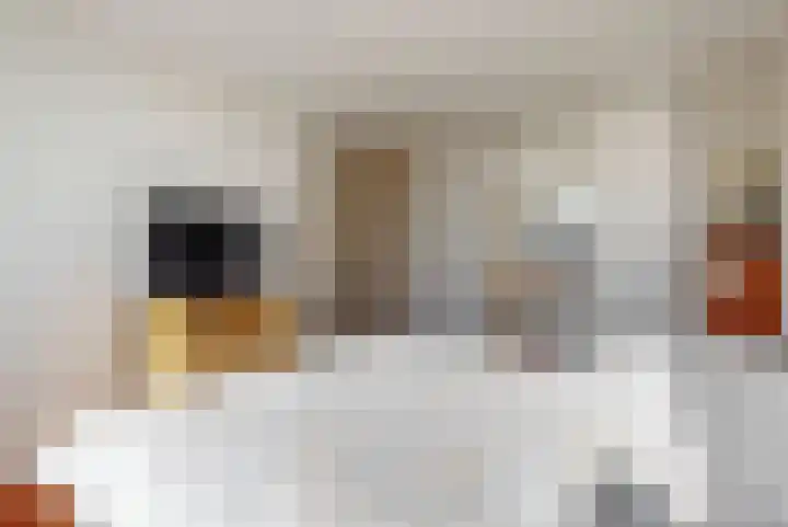 Roelof Bootstraat 6 Edam thumbnail 16