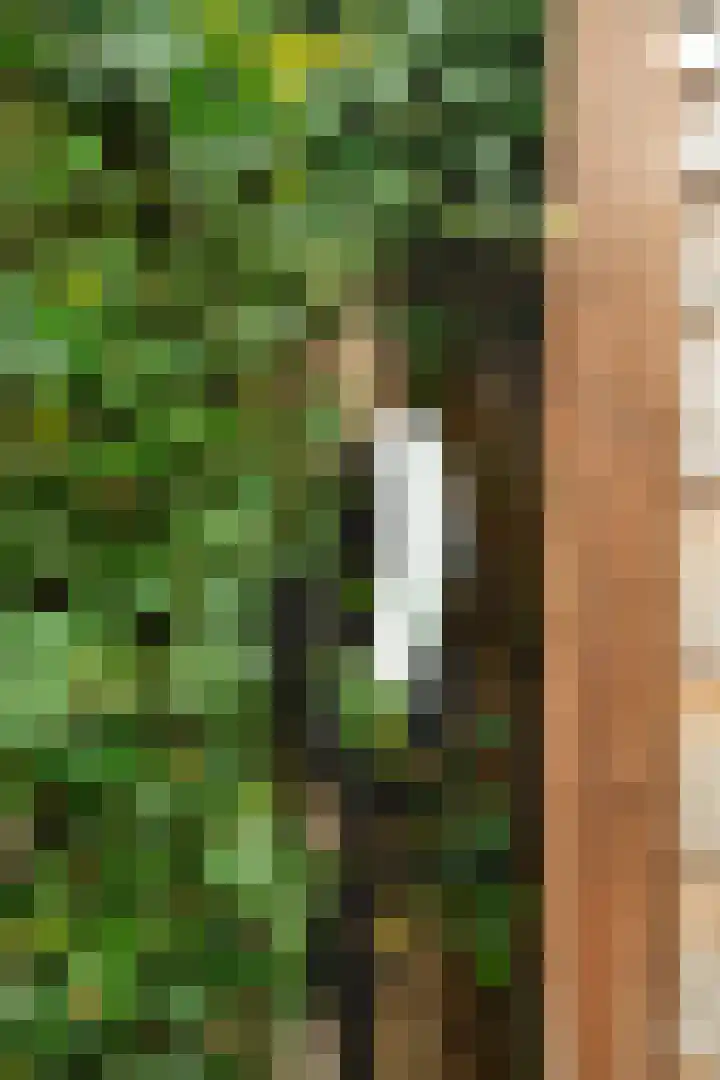 Roemer Visscherlaan 24 Zeist thumbnail 25