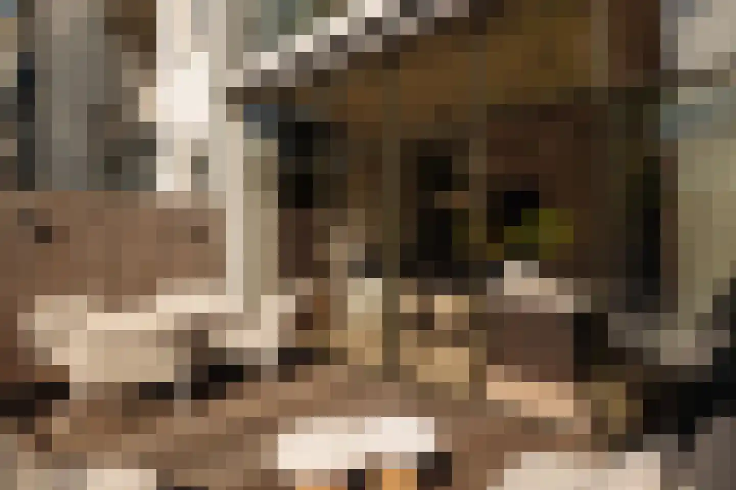 Roemer Visscherstraat 9 Amsterdam thumbnail 14