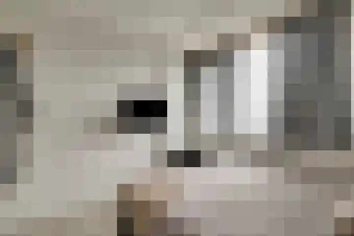Roerdomp 16 Spanbroek thumbnail 32