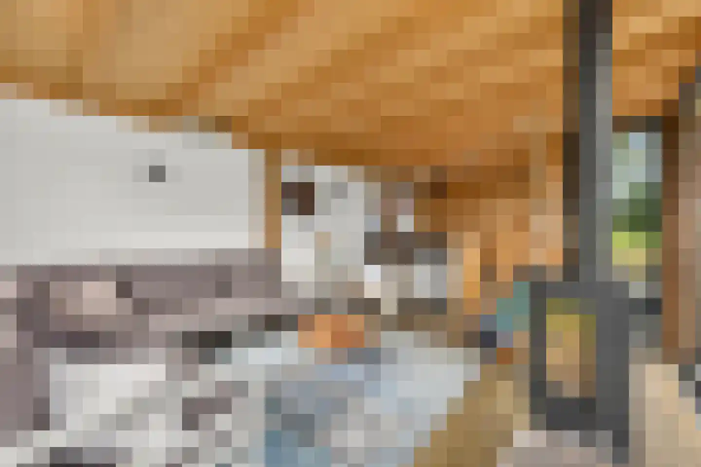 Roerdomp 2 Papendrecht thumbnail 36