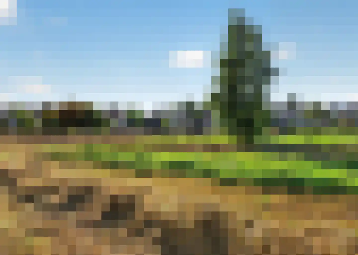 Roerdomp 2 Papendrecht thumbnail 52