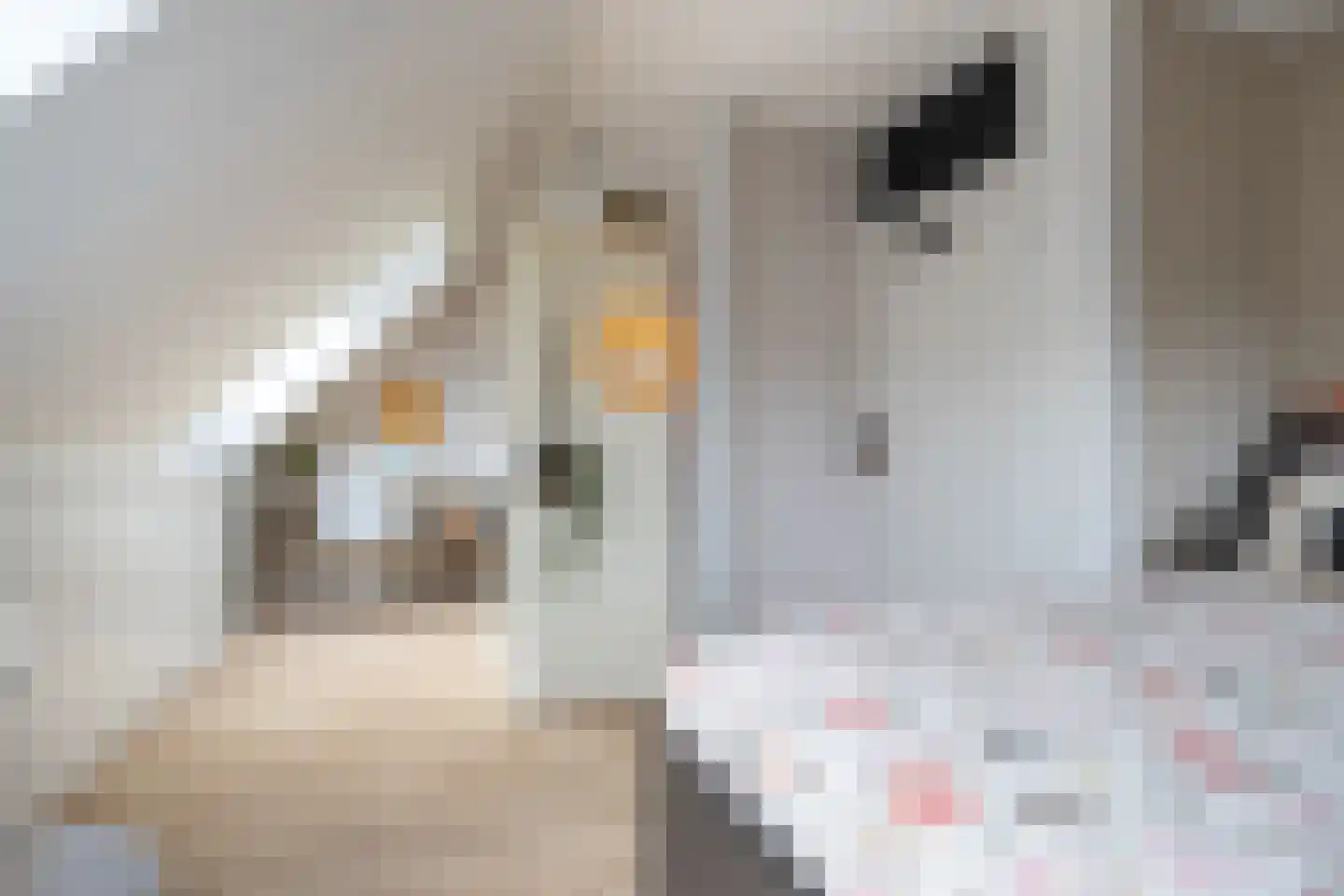 Roerdomp 24 Breda thumbnail 30