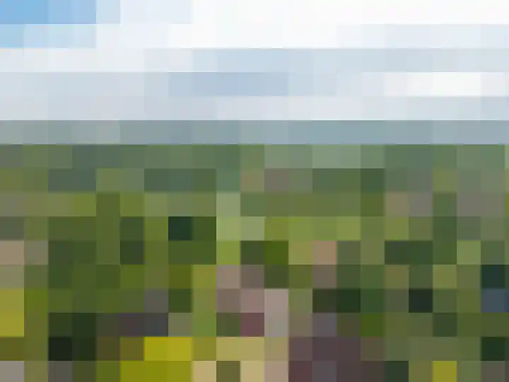 Roerdomp 3 Groningen thumbnail 4