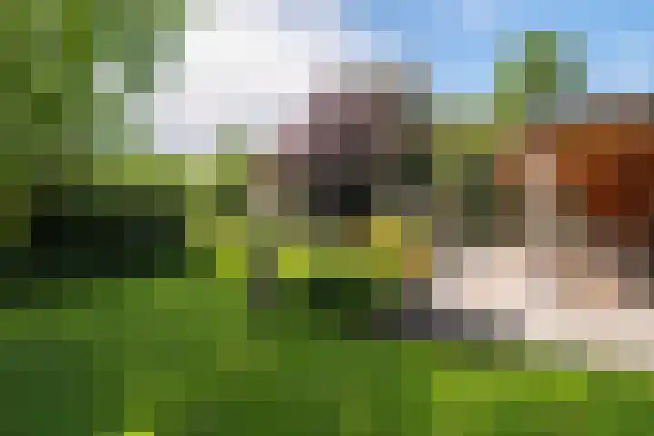 Roerdomp 3 Groningen thumbnail 46