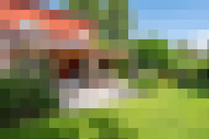Roerdomp 3 Groningen thumbnail 49