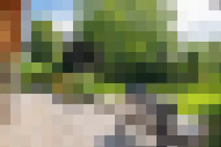 Roerdomp 3 Groningen thumbnail 54